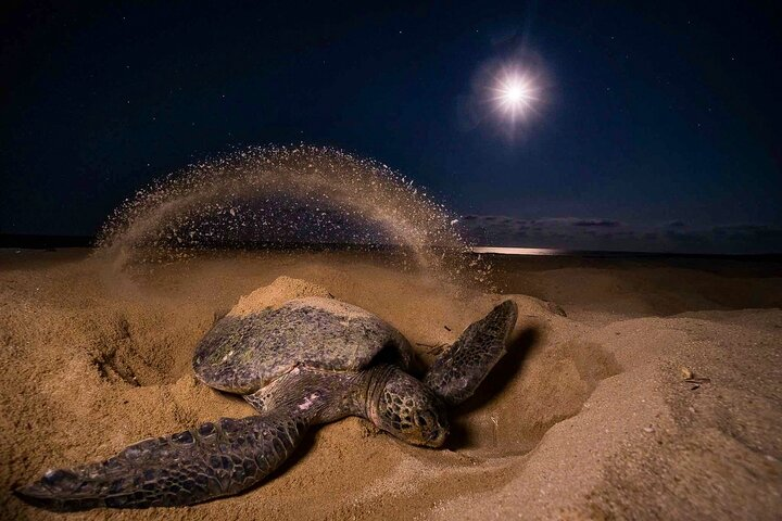 Turtle Nesting night Tour in Tortuguero - Photo 1 of 9